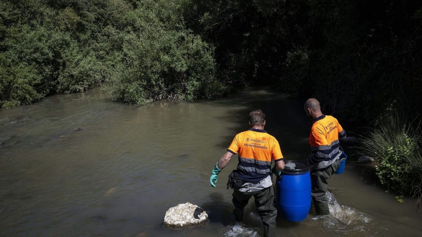 Madrid refuerza la recuperación del Manzanares con peces autóctonos