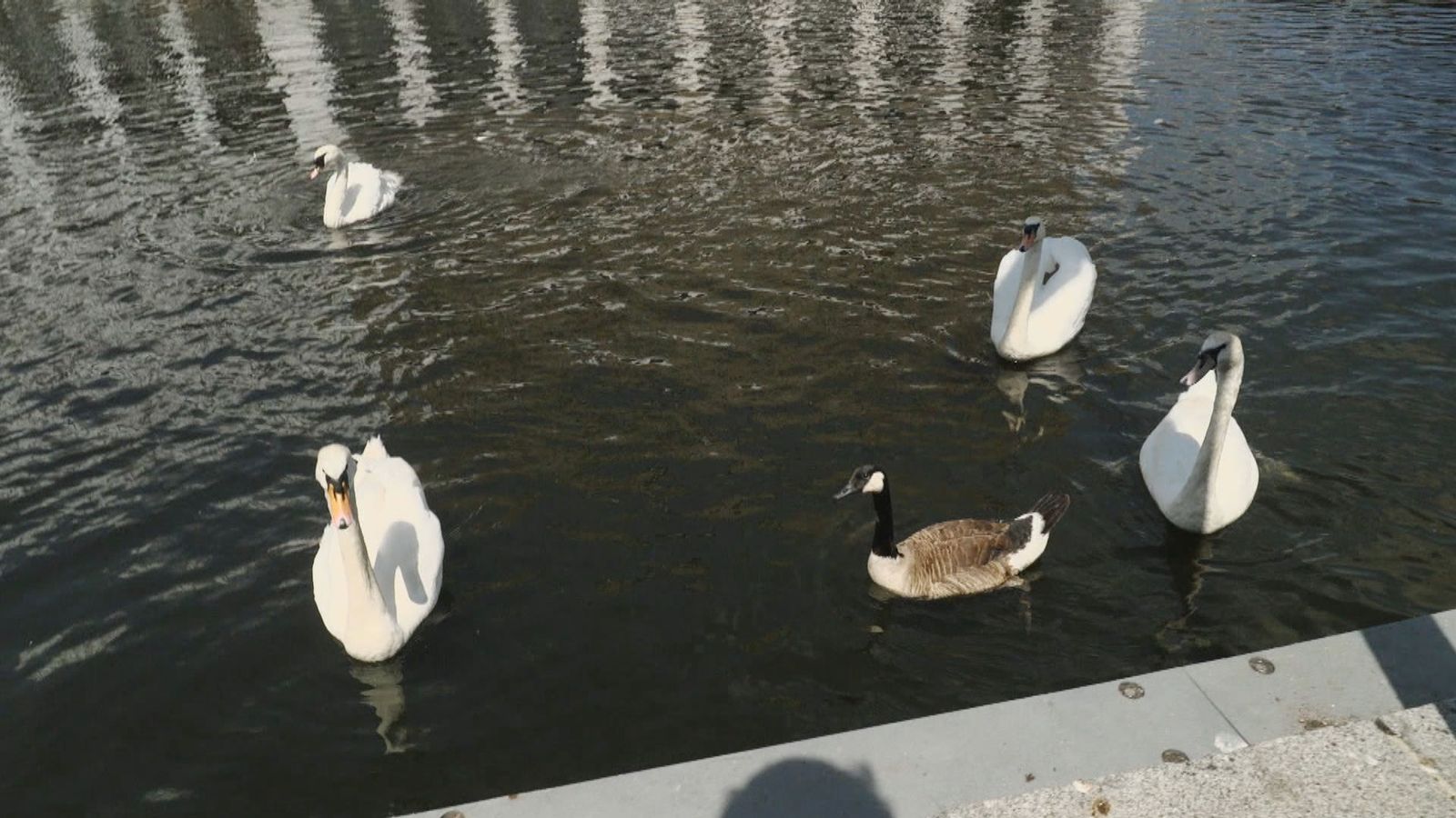 Cisnes de Hamburgo