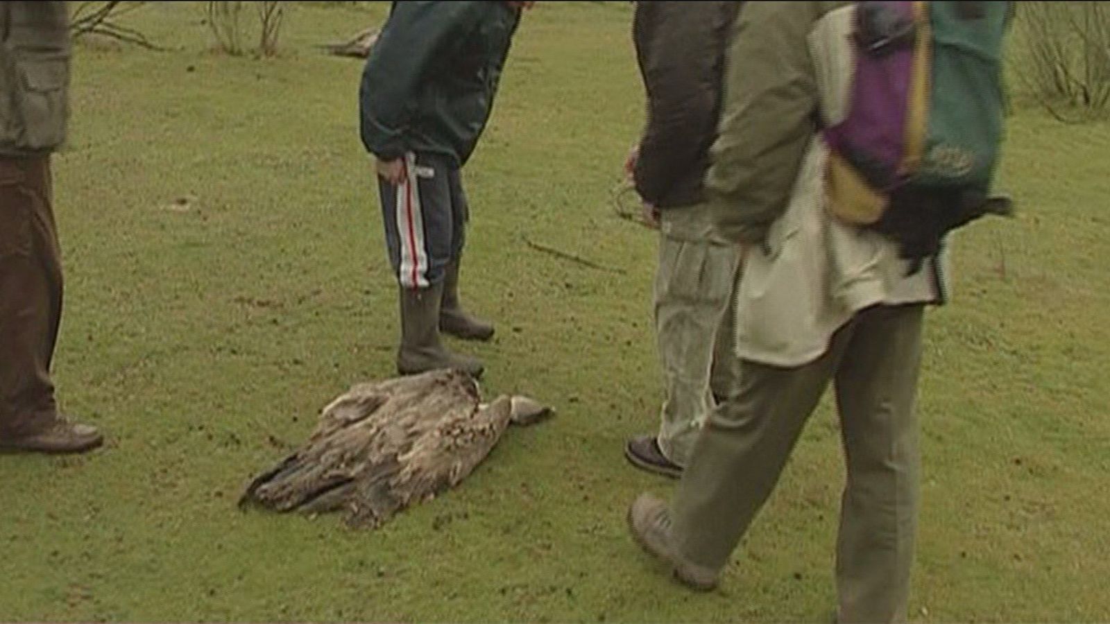 Ocho mil animales mueren envenenados cada año en nuestro país