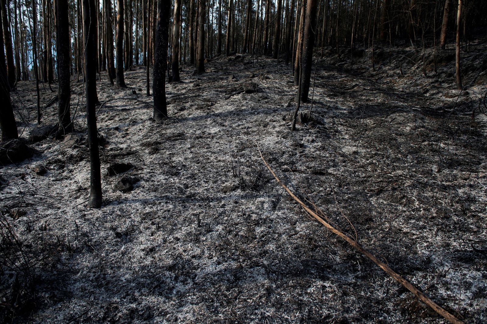 Detenido un jefe de voluntarios por los incendios de Cantabria