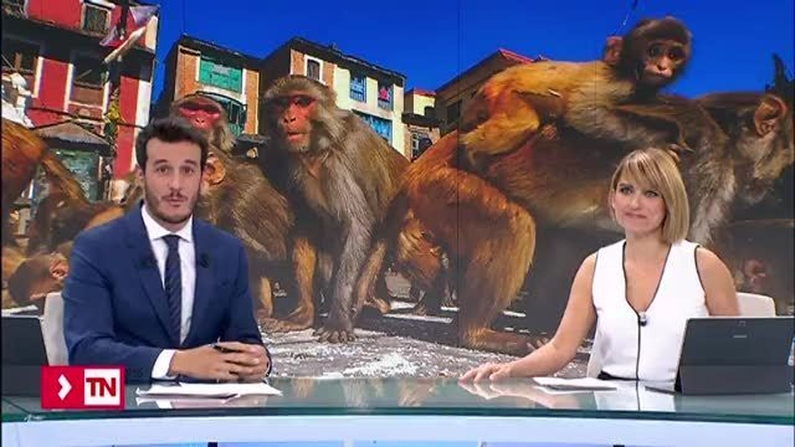 Los macacos del parque cántabro de Cabárceno se escapan de juerga