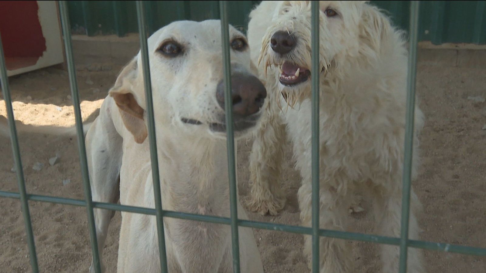 Objetivo: frenar el abandono animal este verano