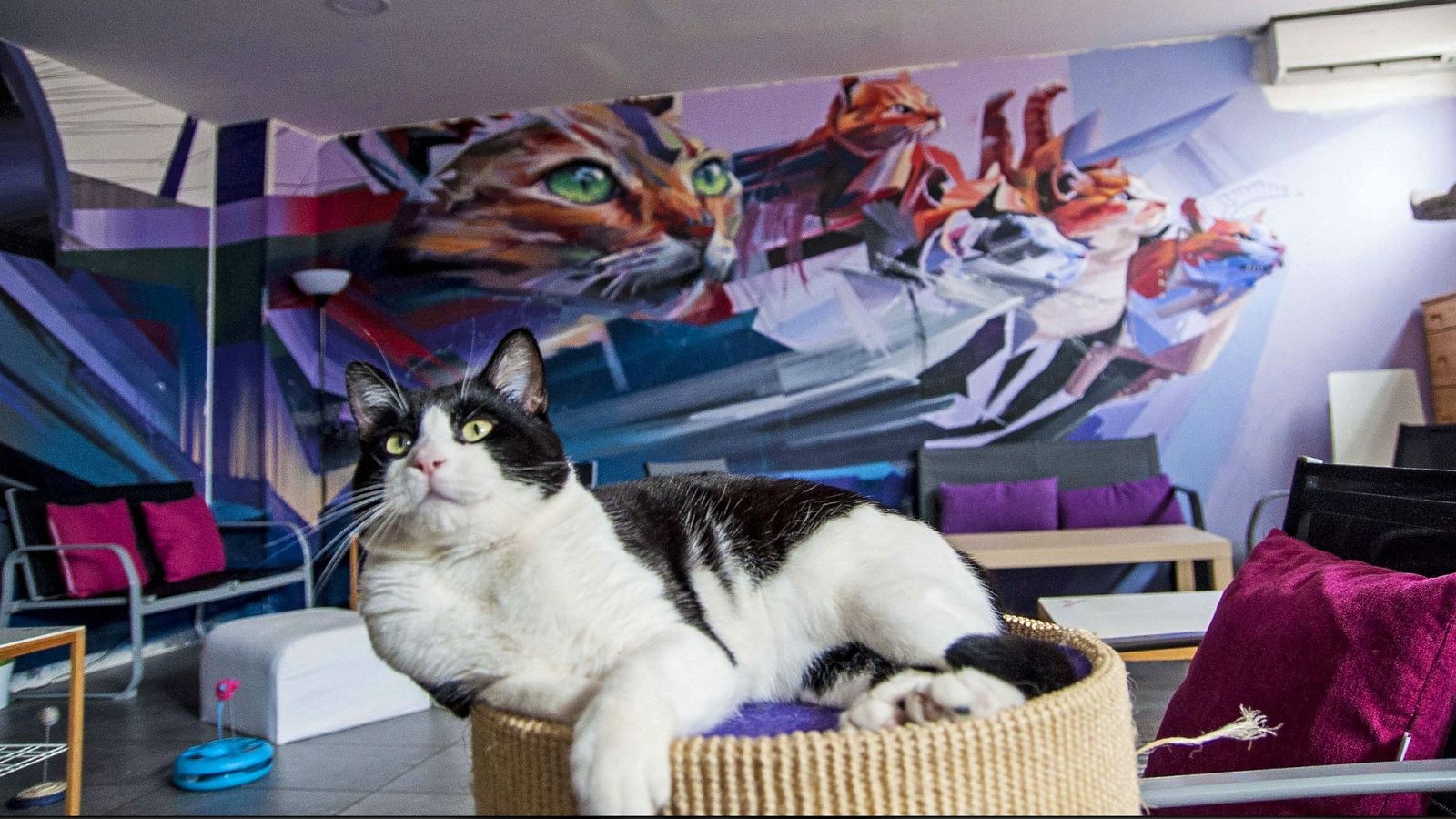 El paraíso para los amantes de los gatos, en pleno centro de Madrid