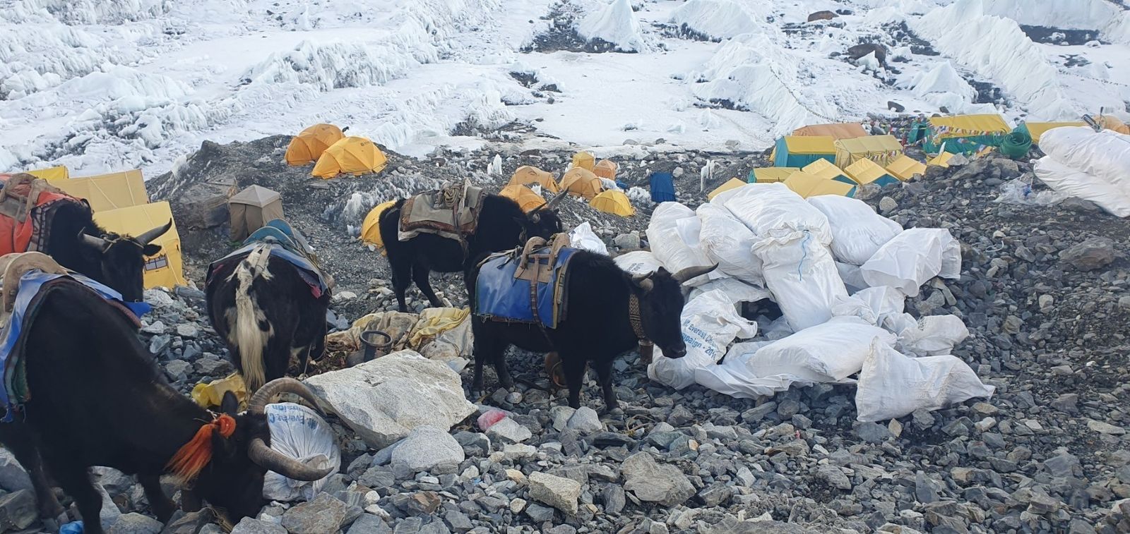 Recogida de basura en el campamento base del monte Everest