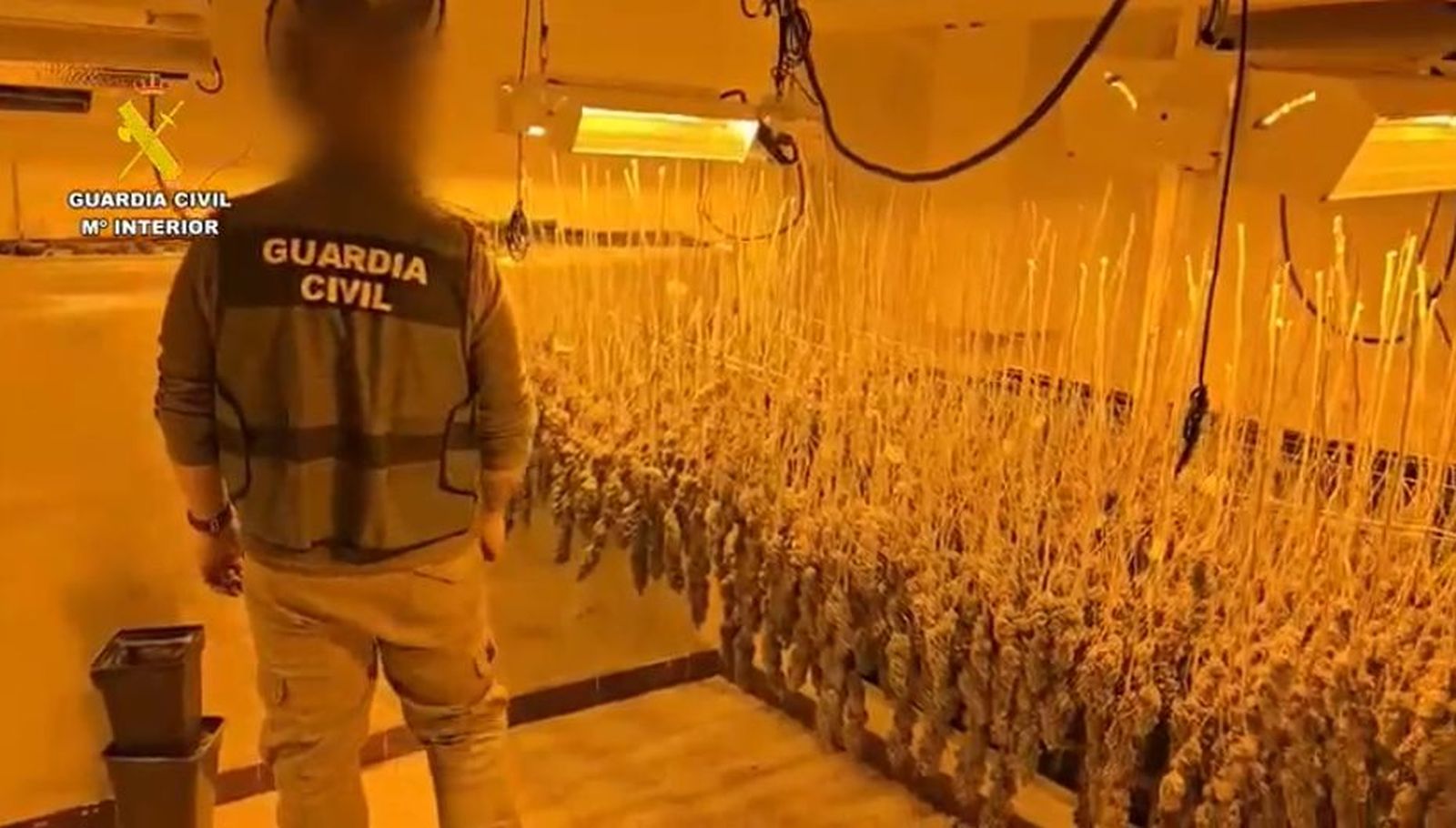 Doce detenidos en Villa del Prado y Navas del Rey y desmanteladas dos plantaciones de marihuana en viviendas