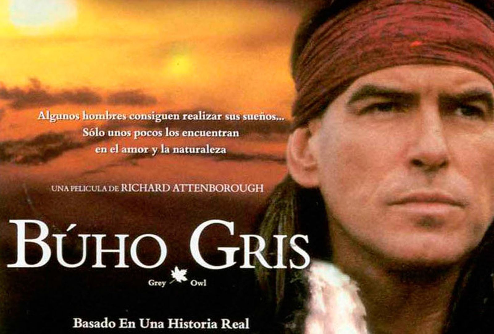 Buho gris, en Telemadrid