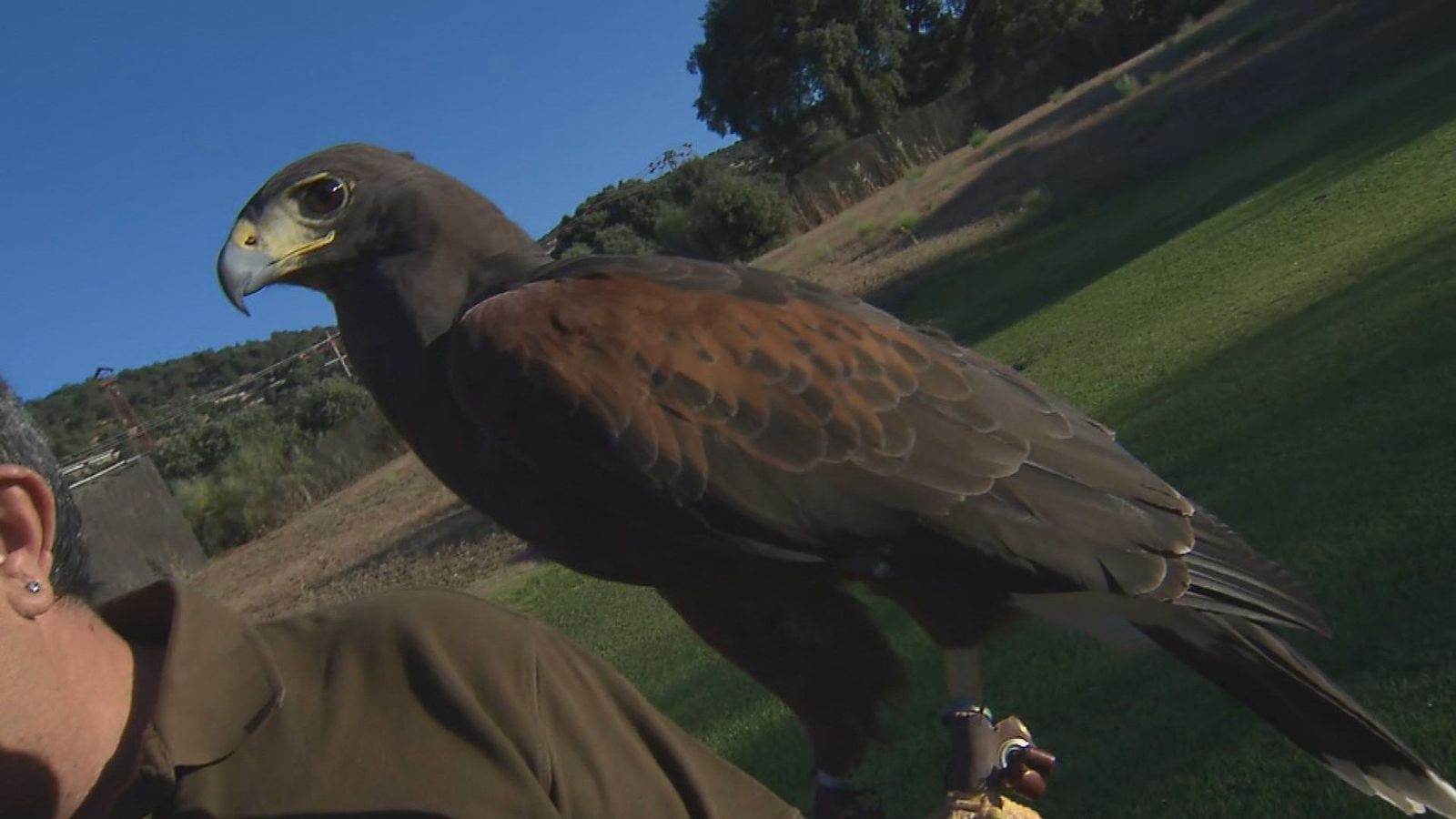 Pepi, el águila que trabaja para evitar enfermedades en Madrid