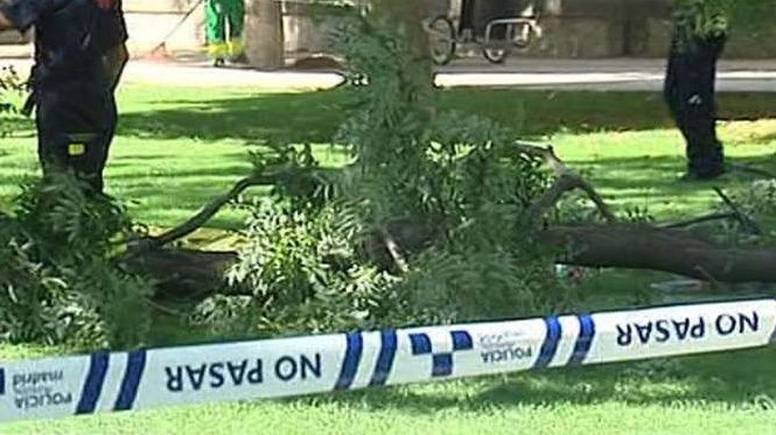 El árbol del que se cayó una  rama en Retiro causando la muerte de una persona está sano
