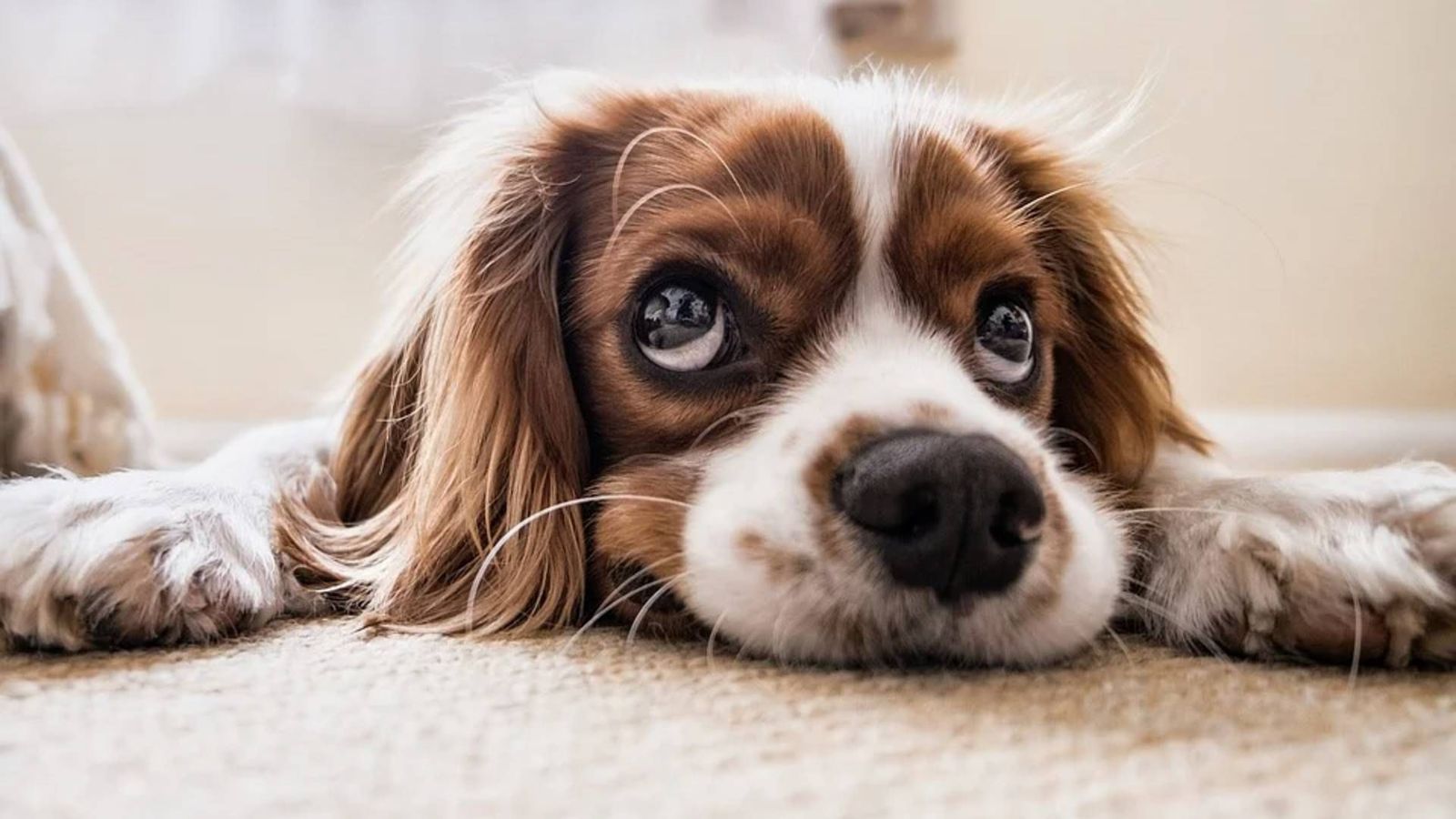 Una pareja subasta a su perro porque son incapaces de decidir quién se lo queda