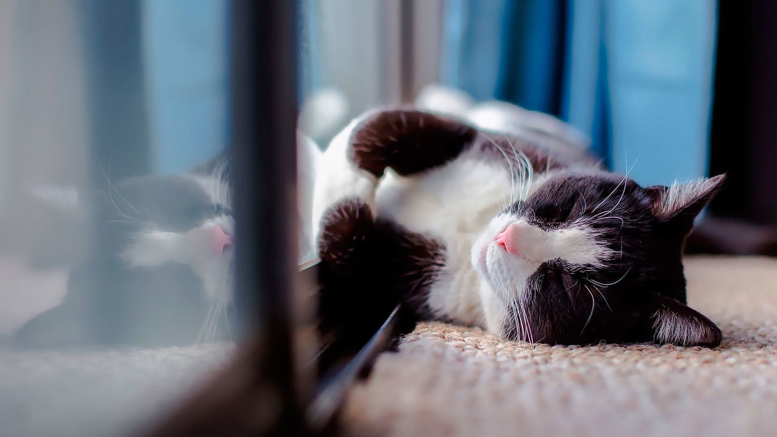 Gato doméstico