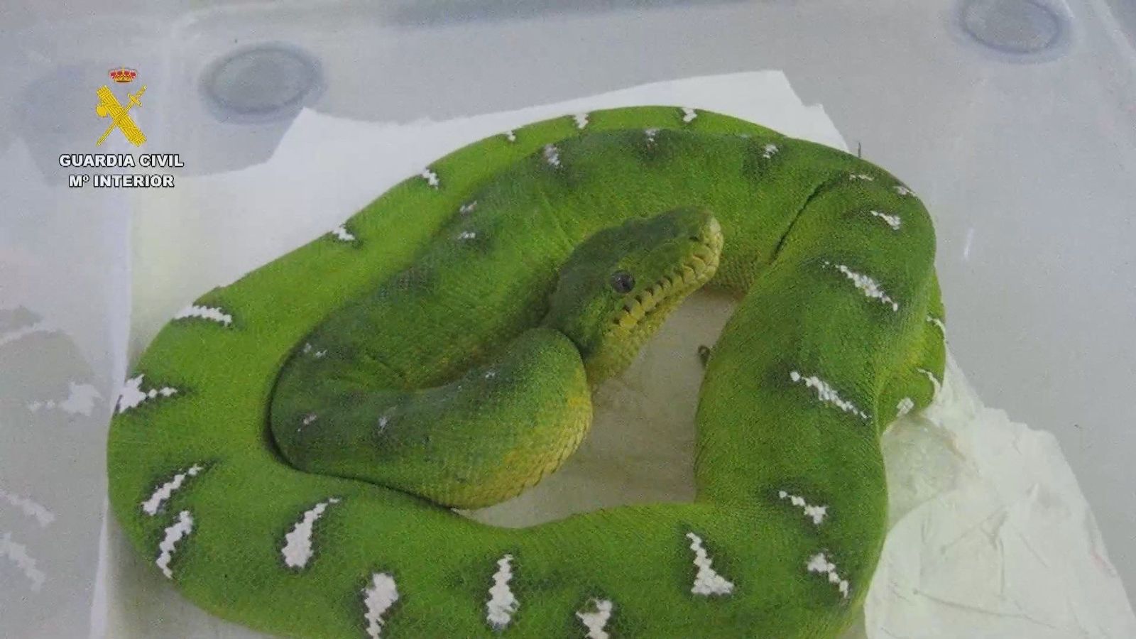 La Guardia Civil se incauta de 421 de especies silvestres protegidas en una operación contra tráfico de animales