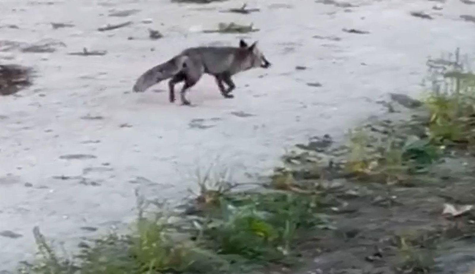 Graban a un zorro bañándose en el río Manzanares, en pleno centro de Madrid