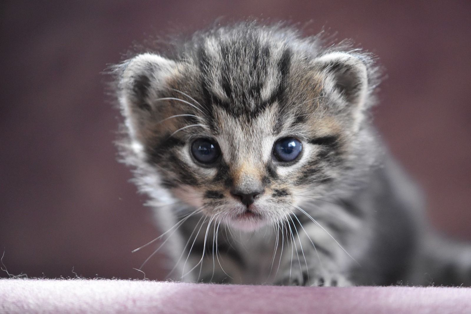 Un hospital exclusivo para gatos en Madrid