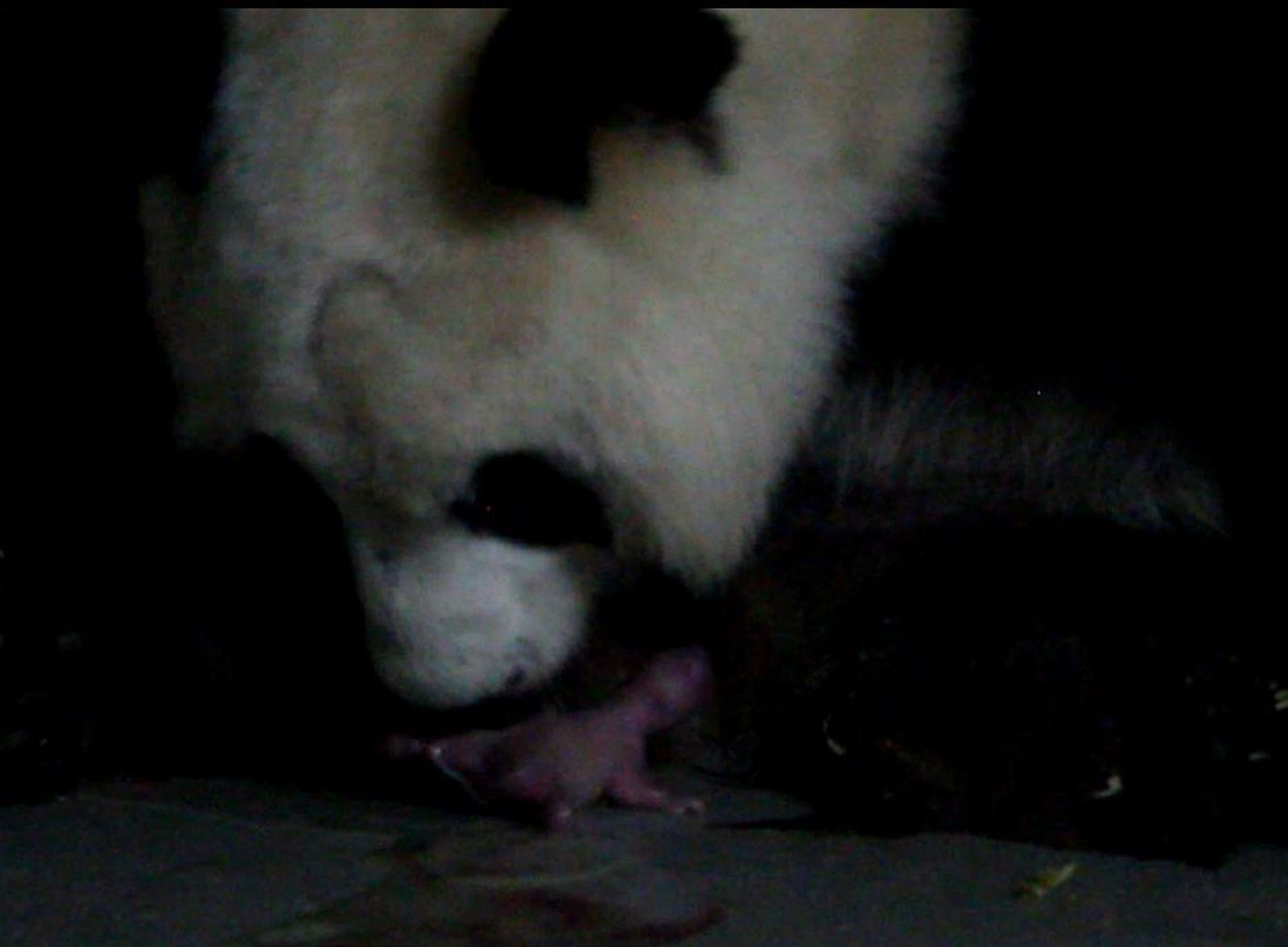 Captura del vídeo del nacimiento de los pandas gemelos en el Zoo de Madrid
