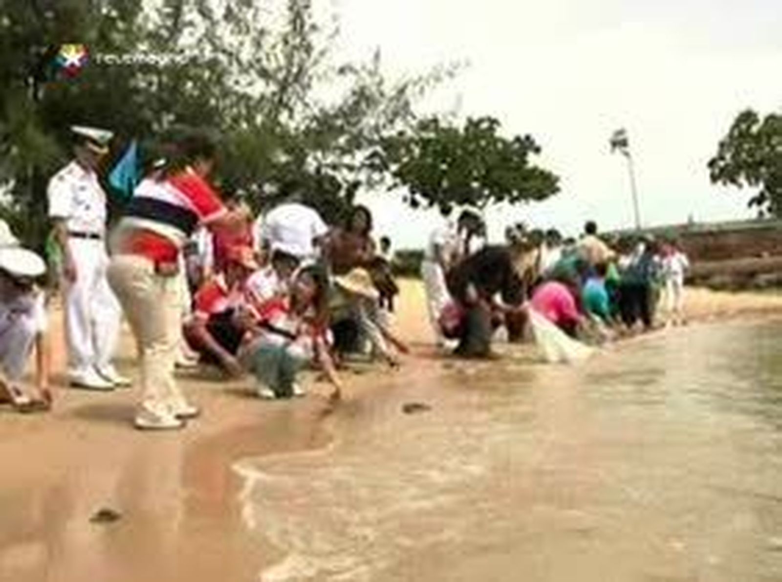 Caza furtiva de tortugas en Tailandia
