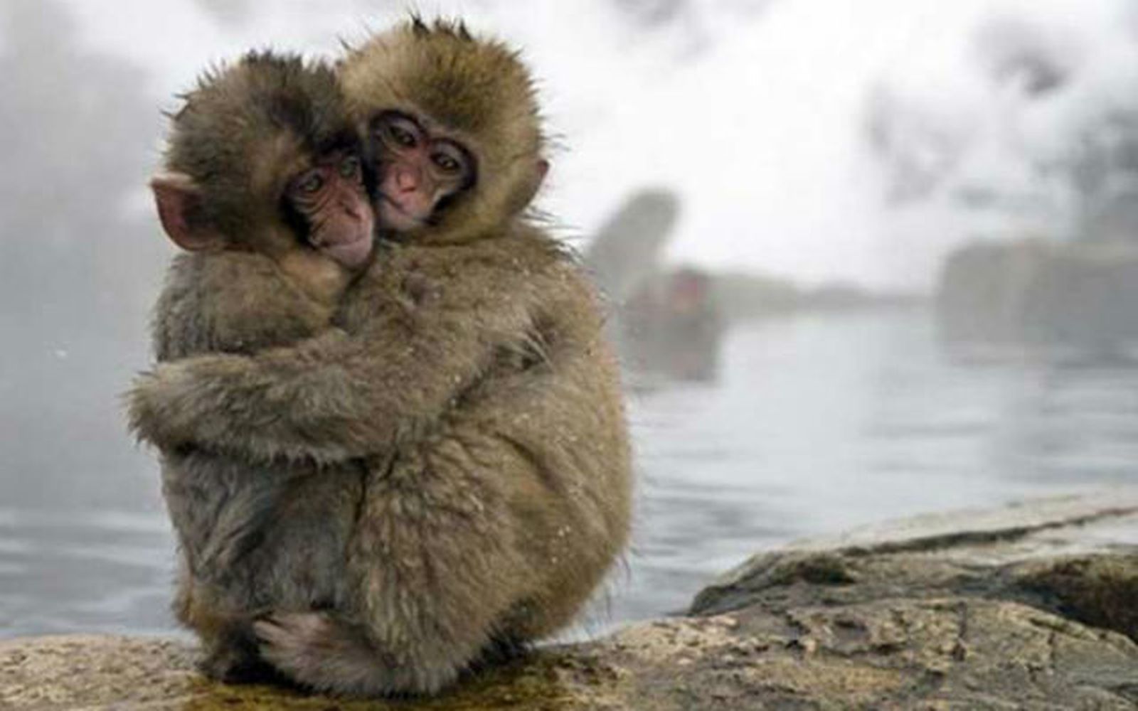 Monos