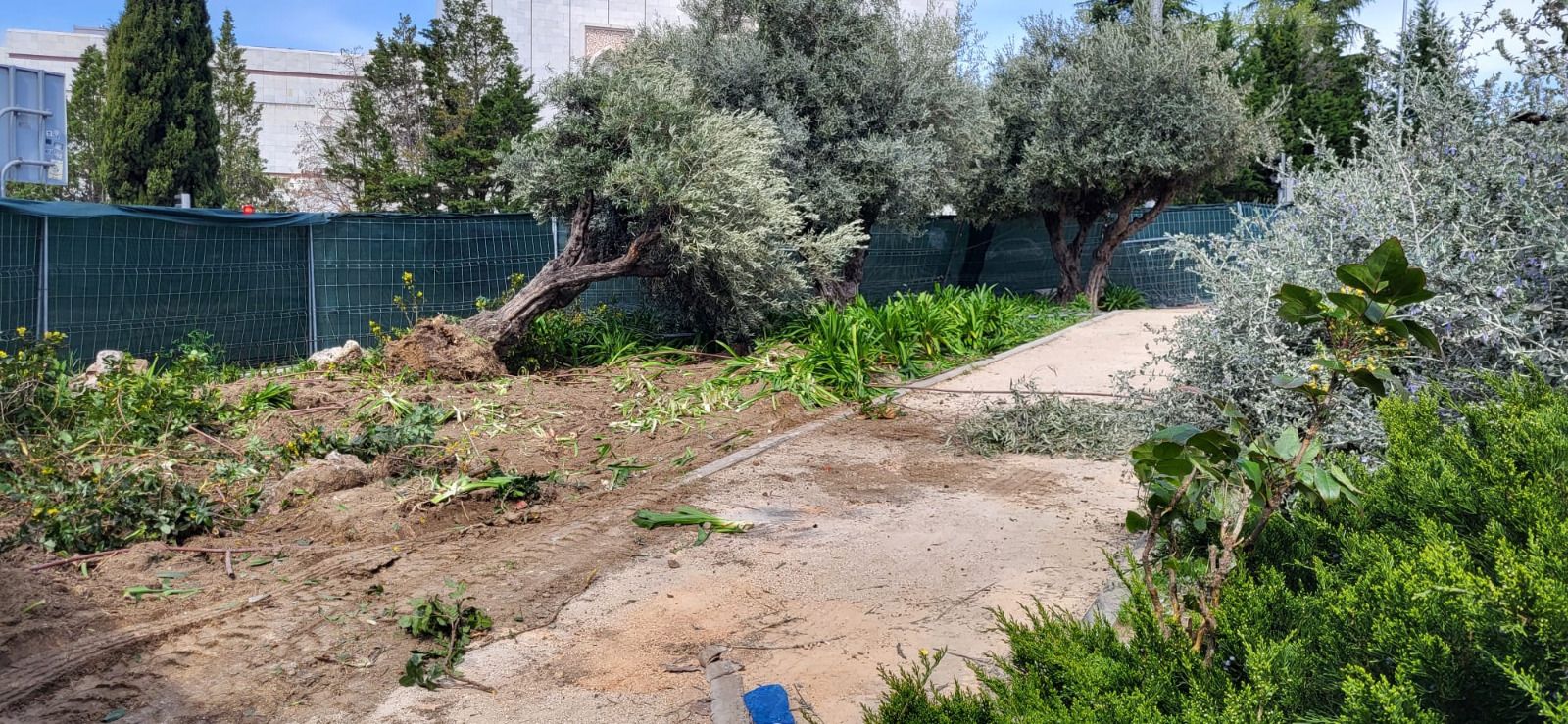 Olivo tumbado en los terrenos del nuevo cantón de limpieza de San Pascual (Ciudad Lineal)