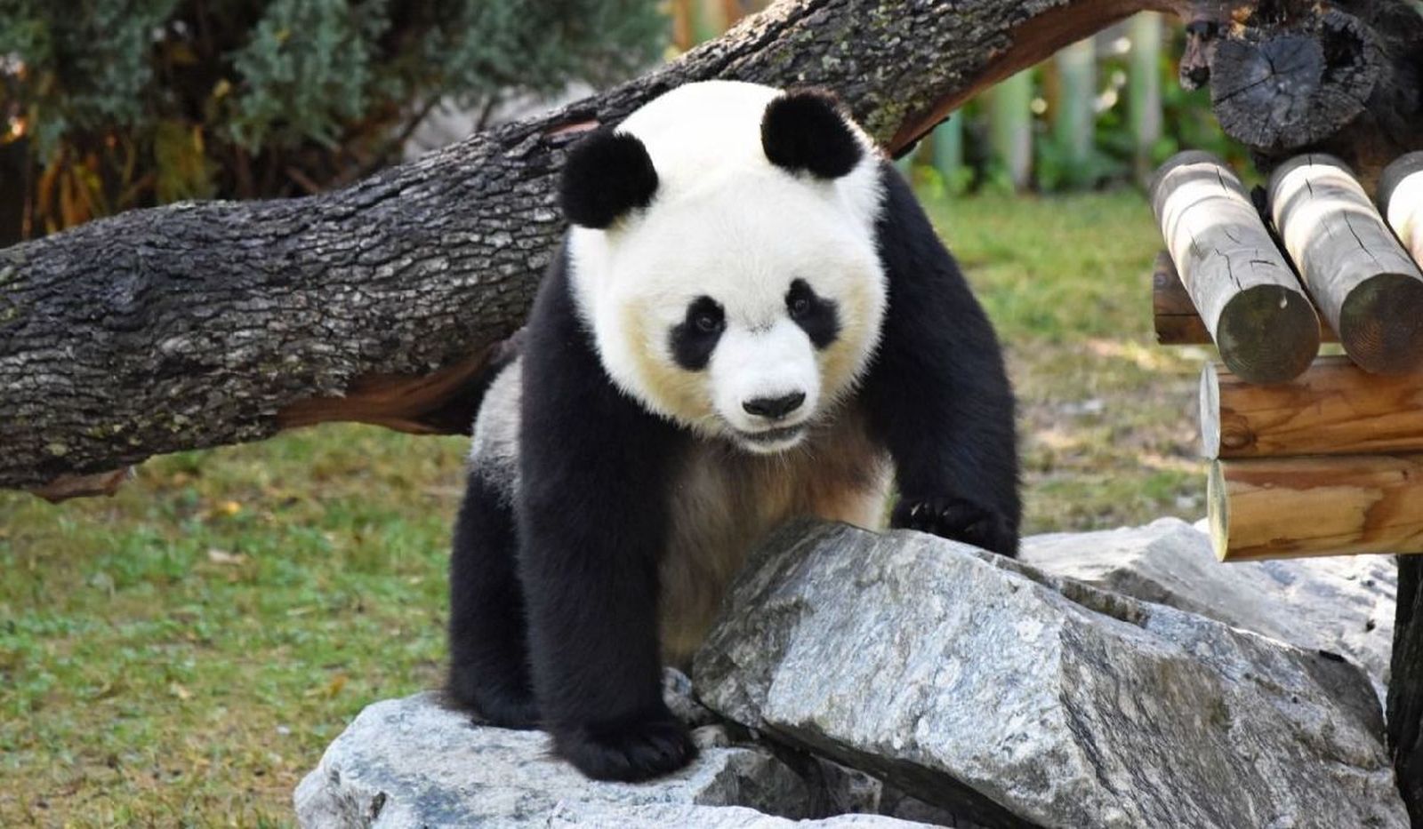 Las maravillas del Zoo de Madrid