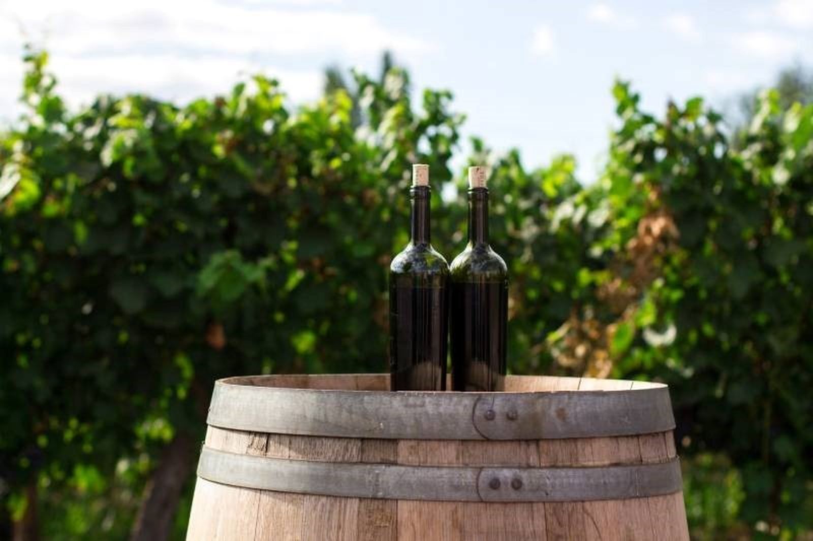 Botellas de vino sobre un tonel en medio de un viñedo