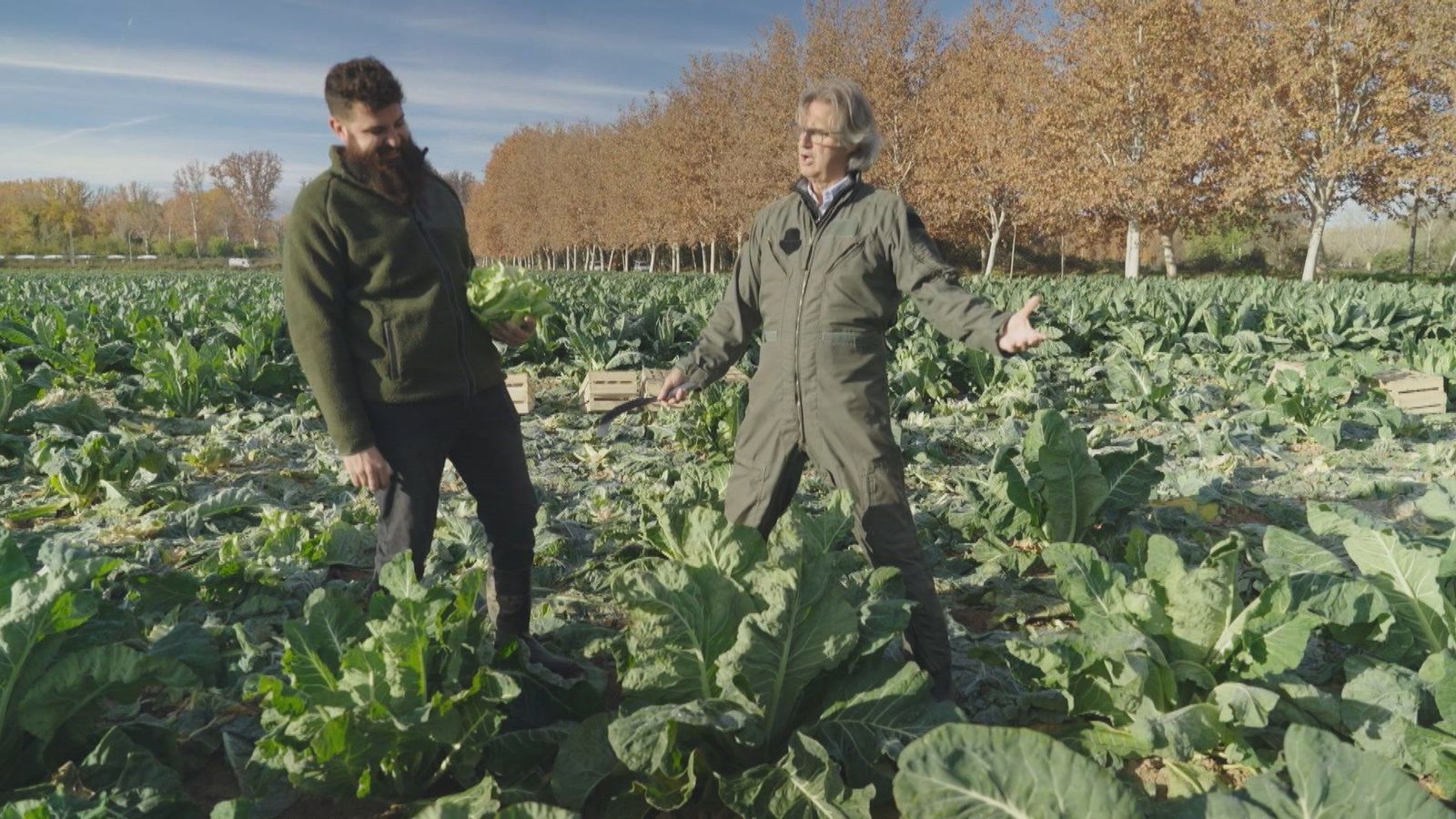 Así se coge la famosa coliflor de Aranjuez de forma tradicional