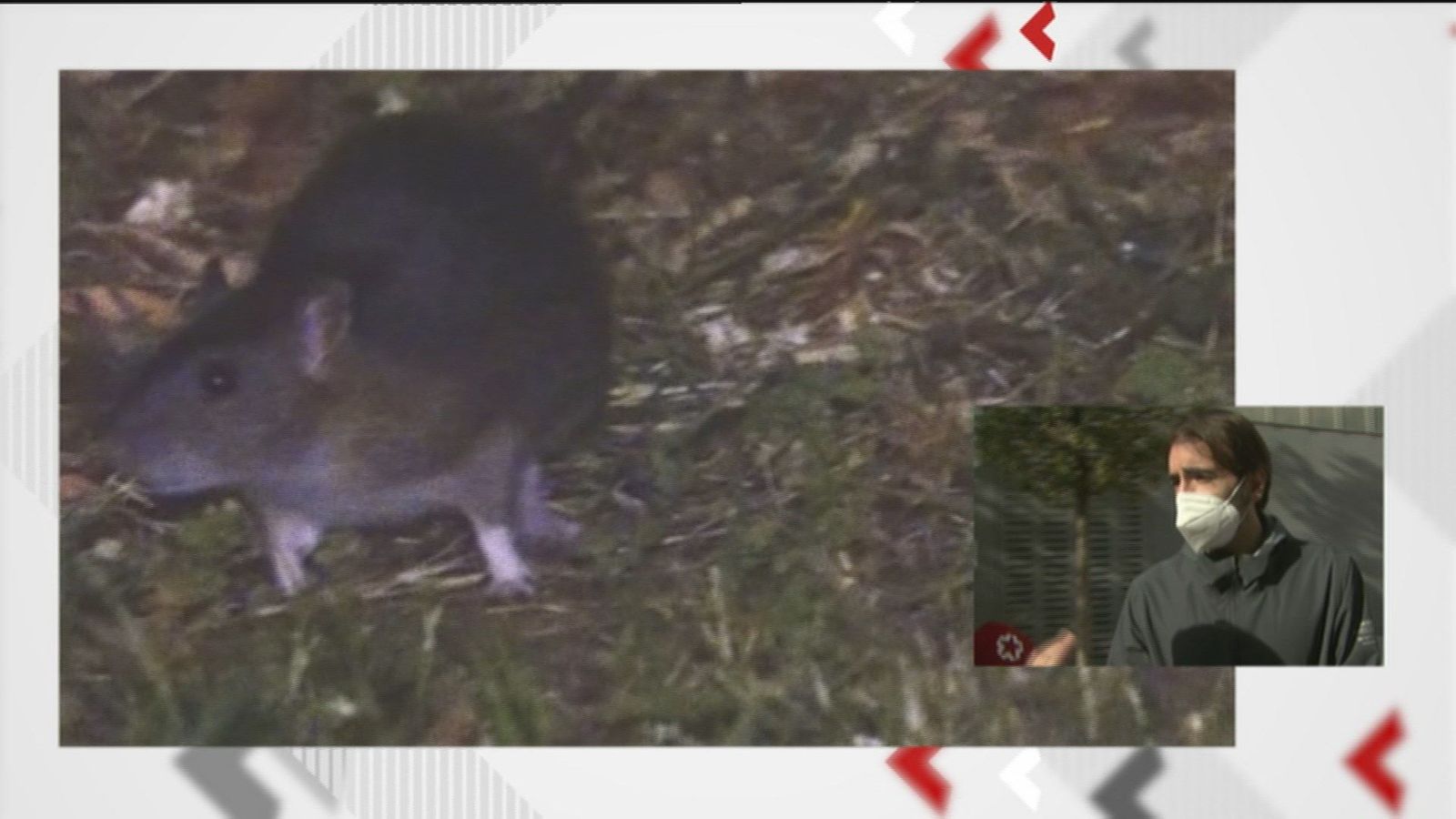 Plaga de ratas en una guardería de Arganzuela