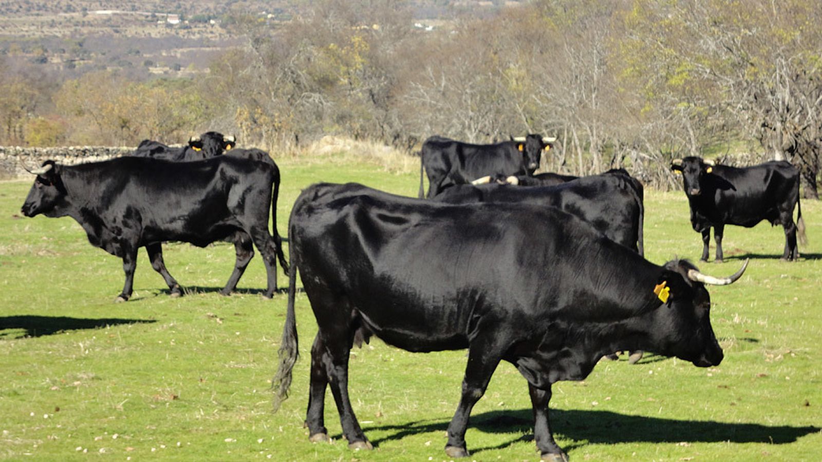 Ganado vacuno de la raza avileña, Sierra de Guadarrama