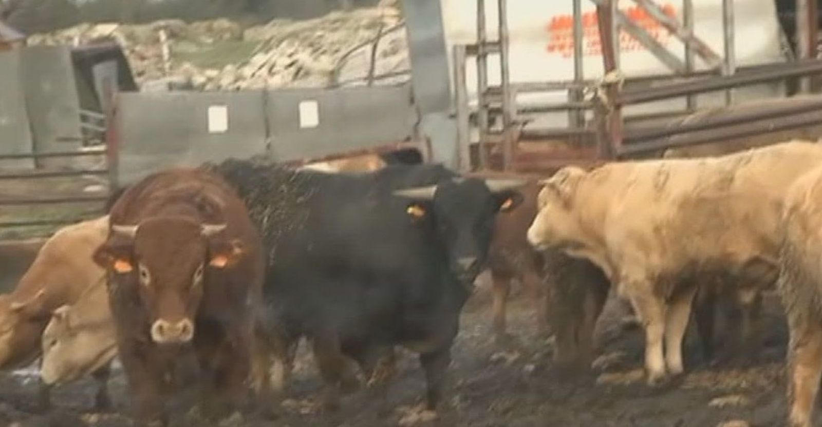 Visitamos la explotación denunciada por ecologistas y ganaderos en Becerril de la Sierra