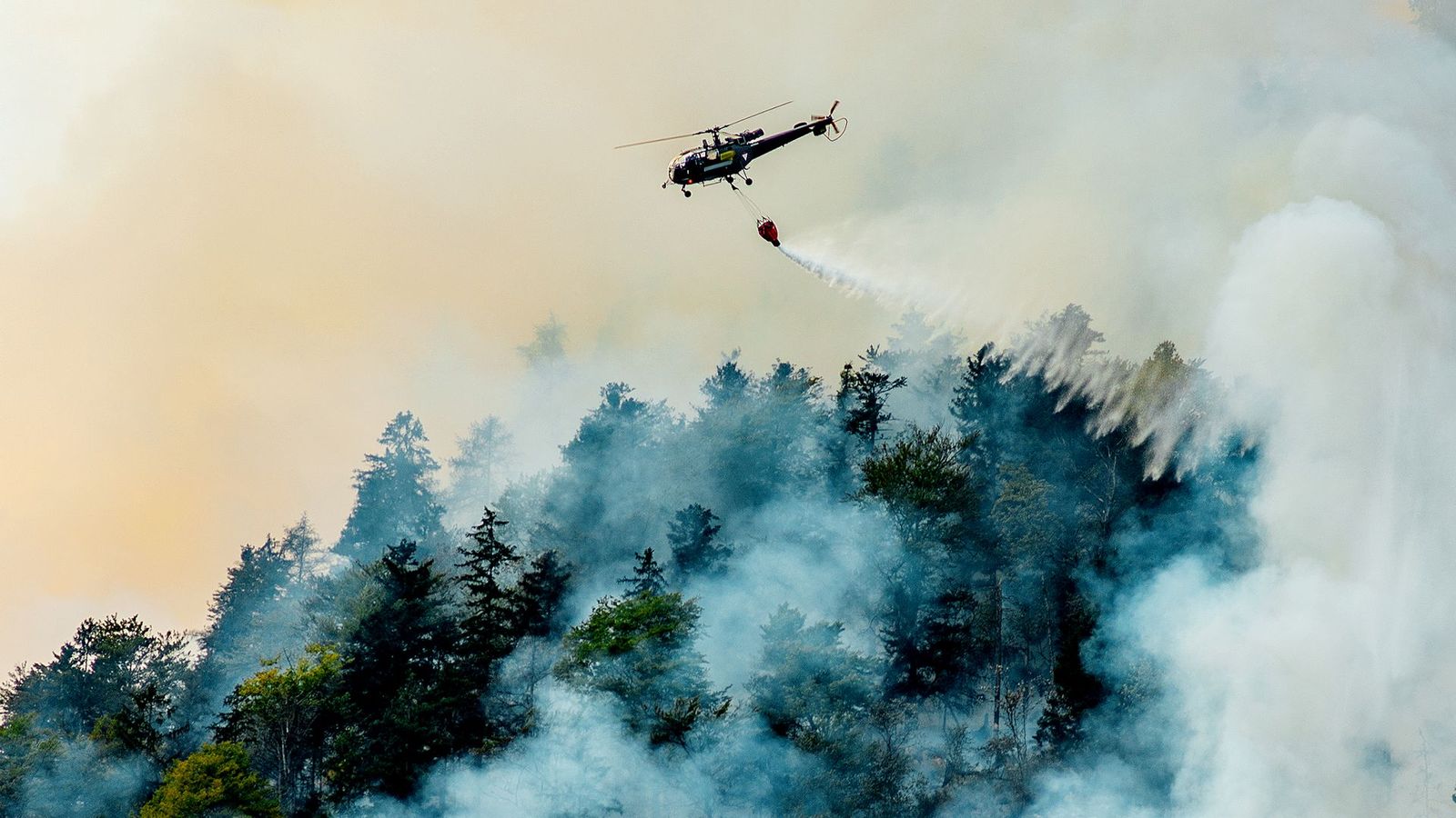 Así se recupera el monte de Cadalso tras el incendio que lo arrasó todo en 2019