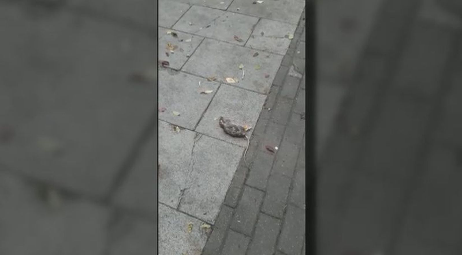 Ratas, aceras levantadas y alcorques vacíos: el horror de pasear por esta calle de Valdemoro