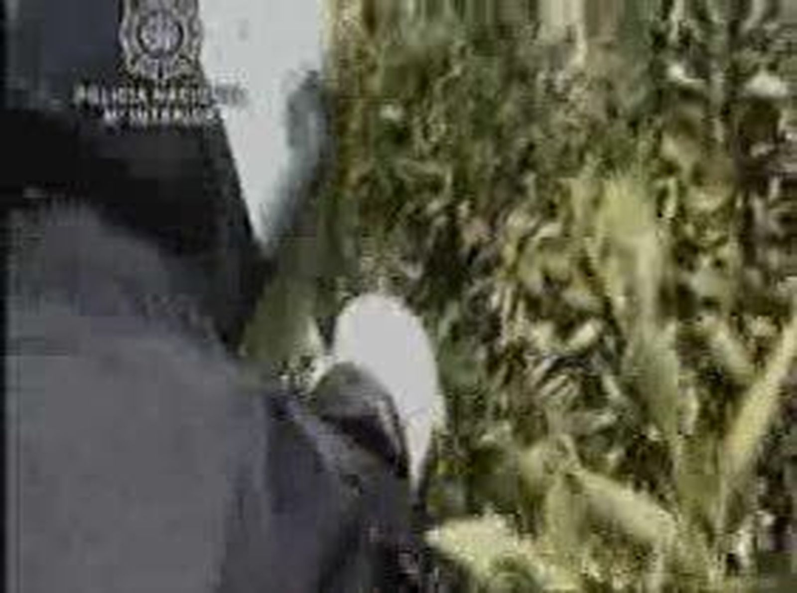 peleas_gallos_201128V0.wmv