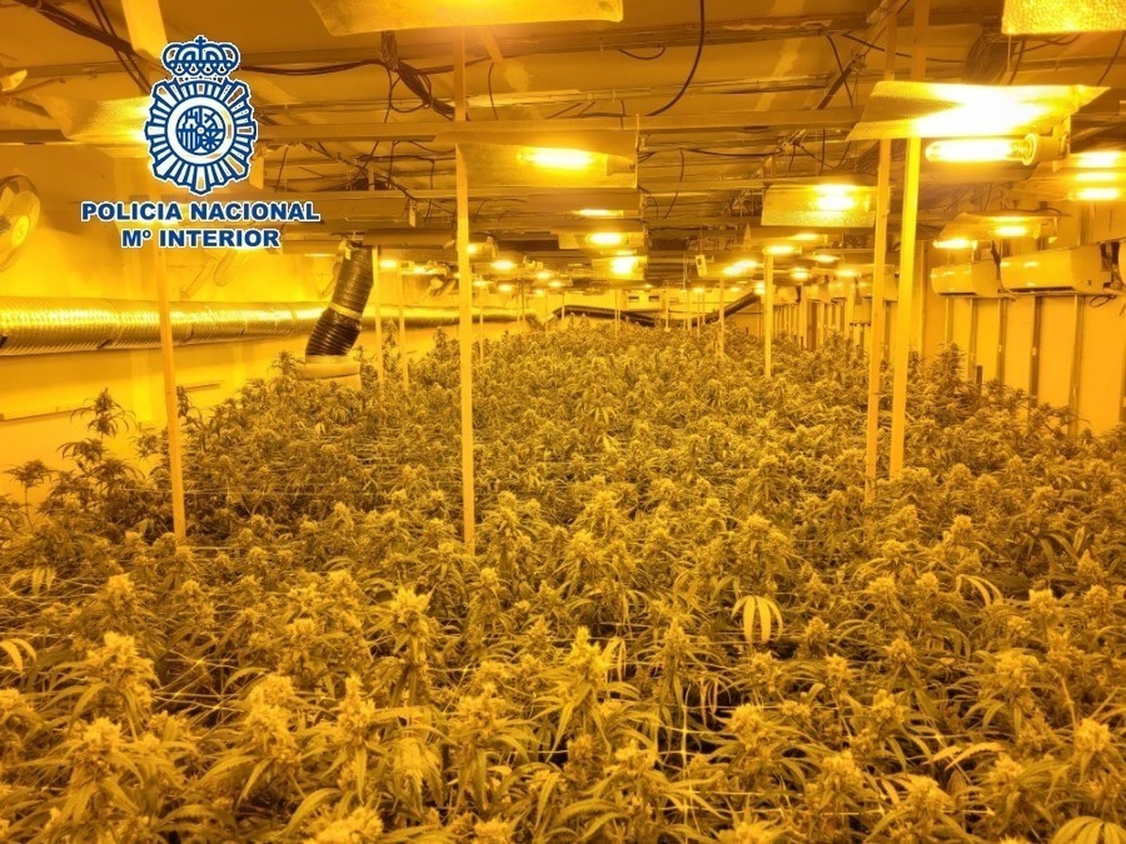 El cultivo ilegal de marihuana amenaza el sistema eléctrico