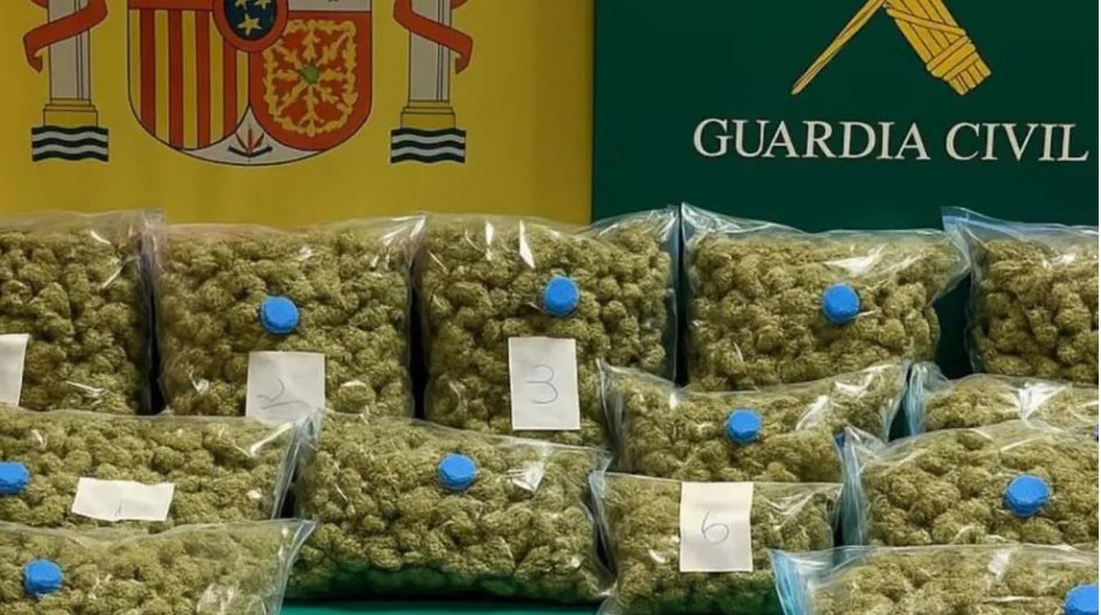 Cogollos de marihuana