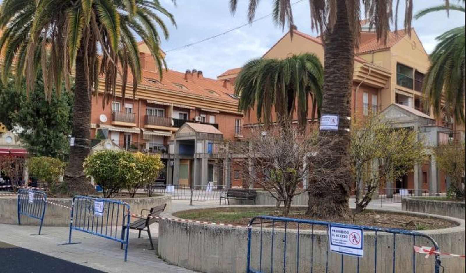 Palmeras de la Plaza Mayor de Ciempozuelos