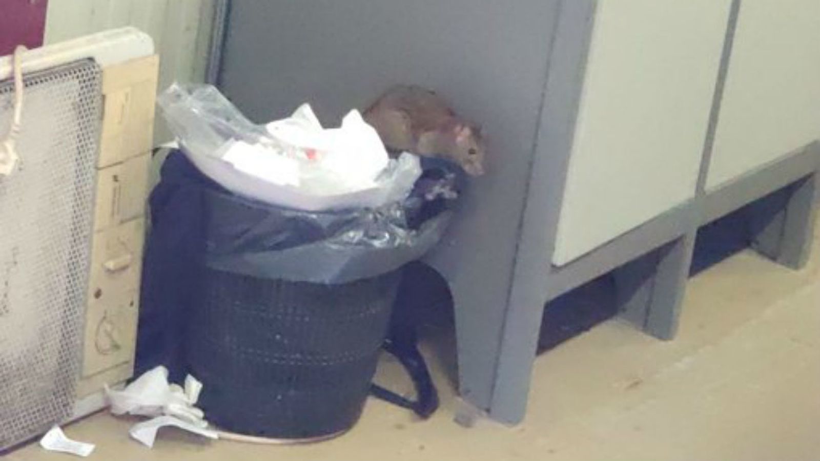 Rata en las instalaciones de Policía Nacional en la Casa de Campo