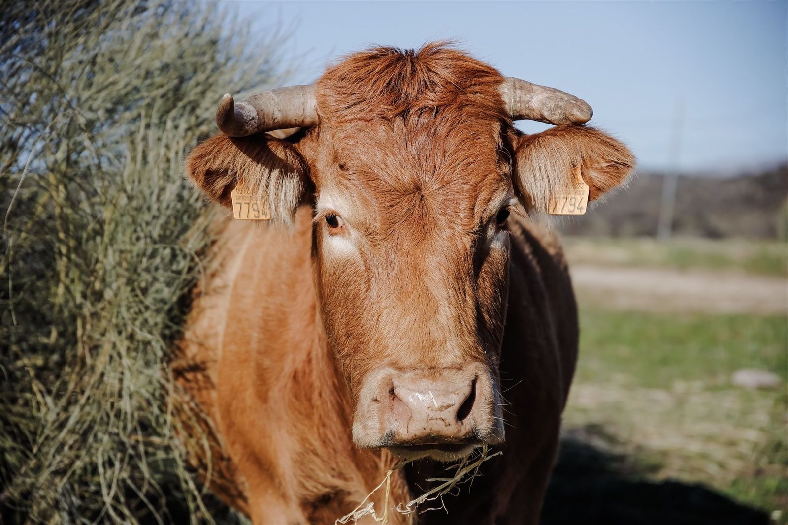 Crisis de la leche: Las vacas dan 3 litros menos al día de media por el calor