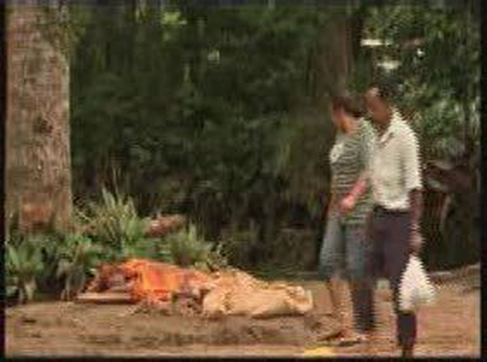 3brasil_2011113V0.wmv