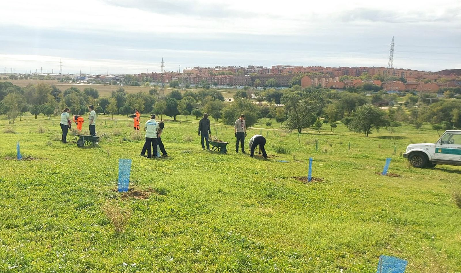Plantación de árboles en Alcorcón