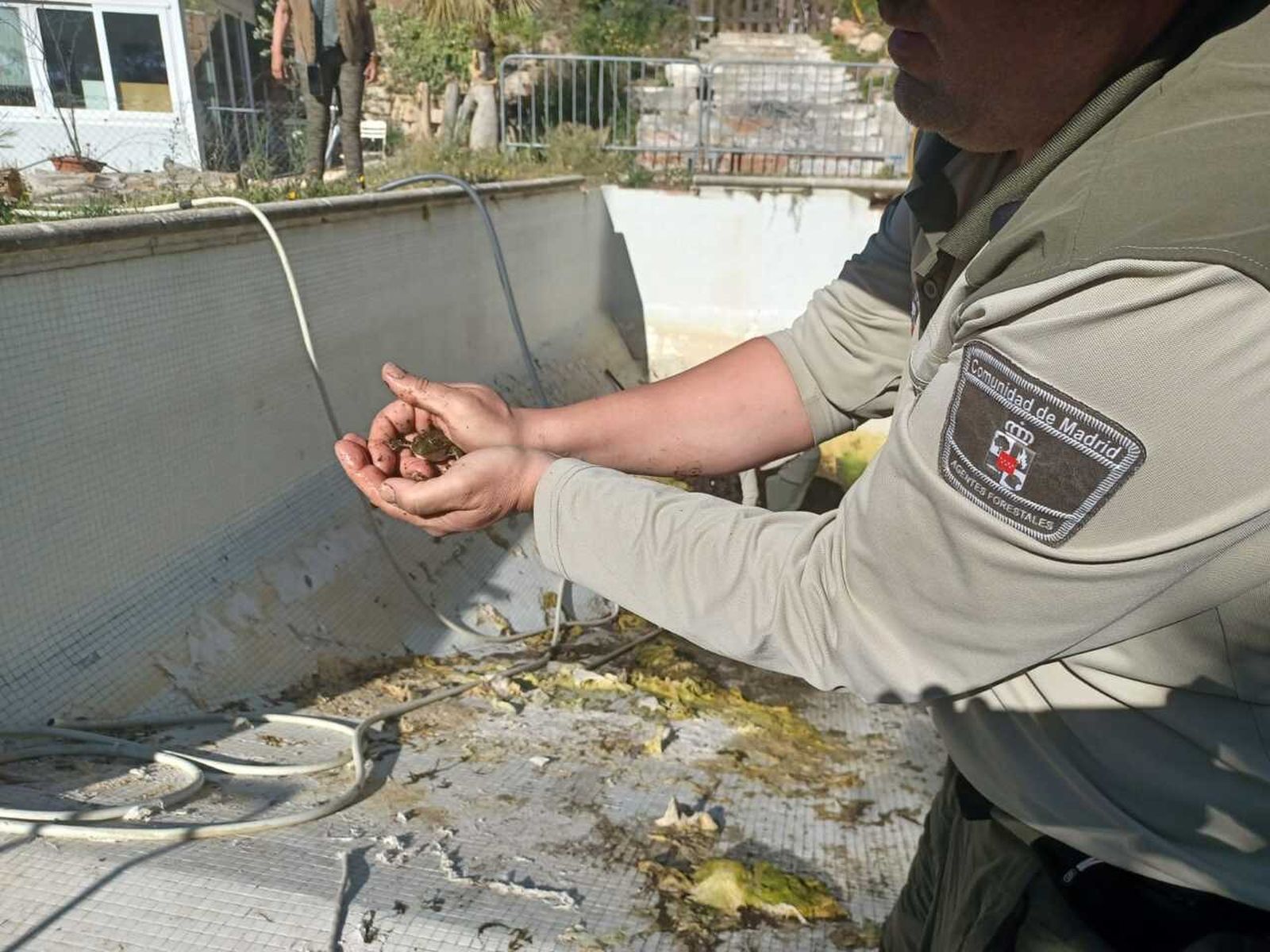 Agente forestal con una de las ranas entre sus manos