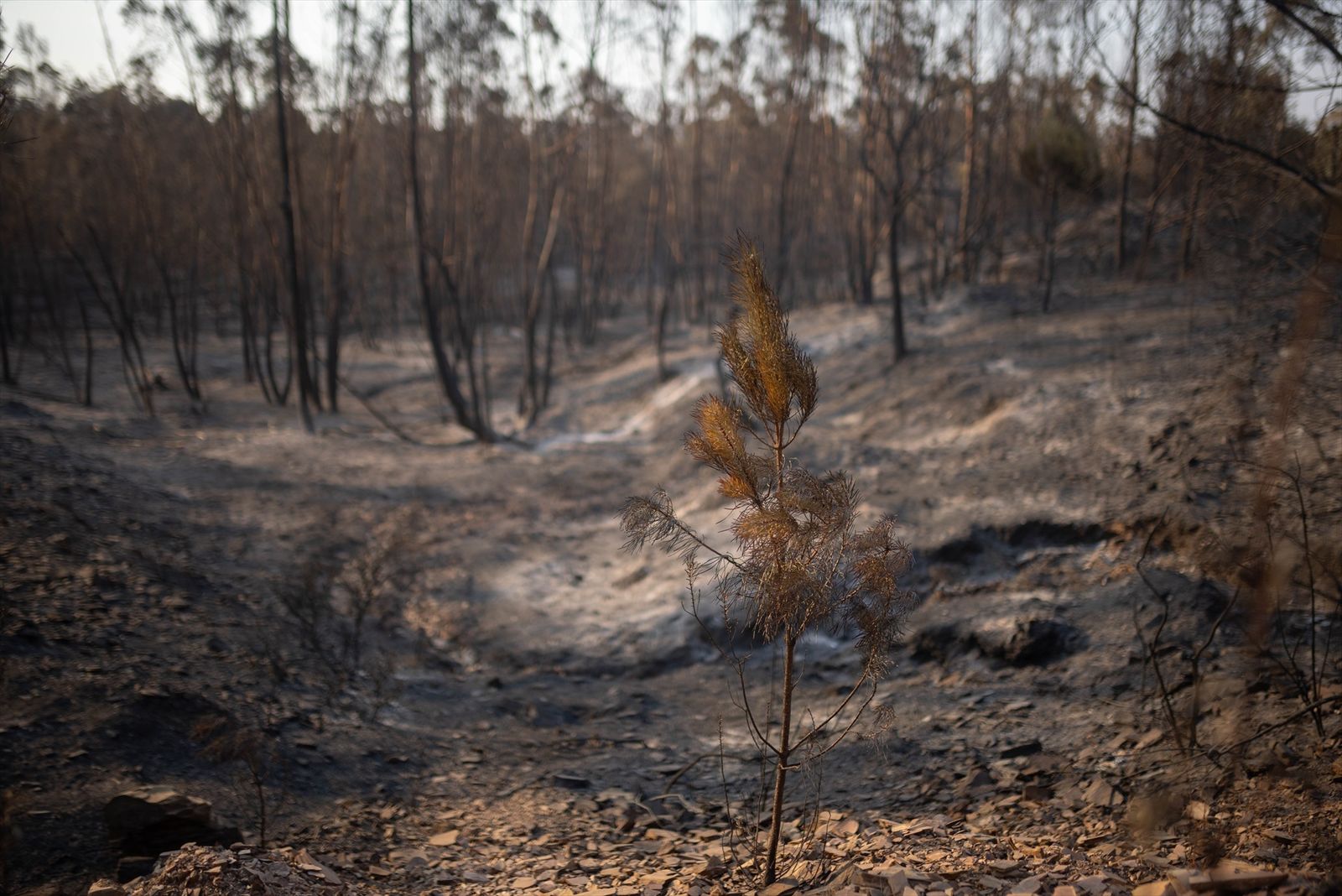 imagen de zona afectada por el incendio de Niebla (Huelva), a 10 de agosto de 2026