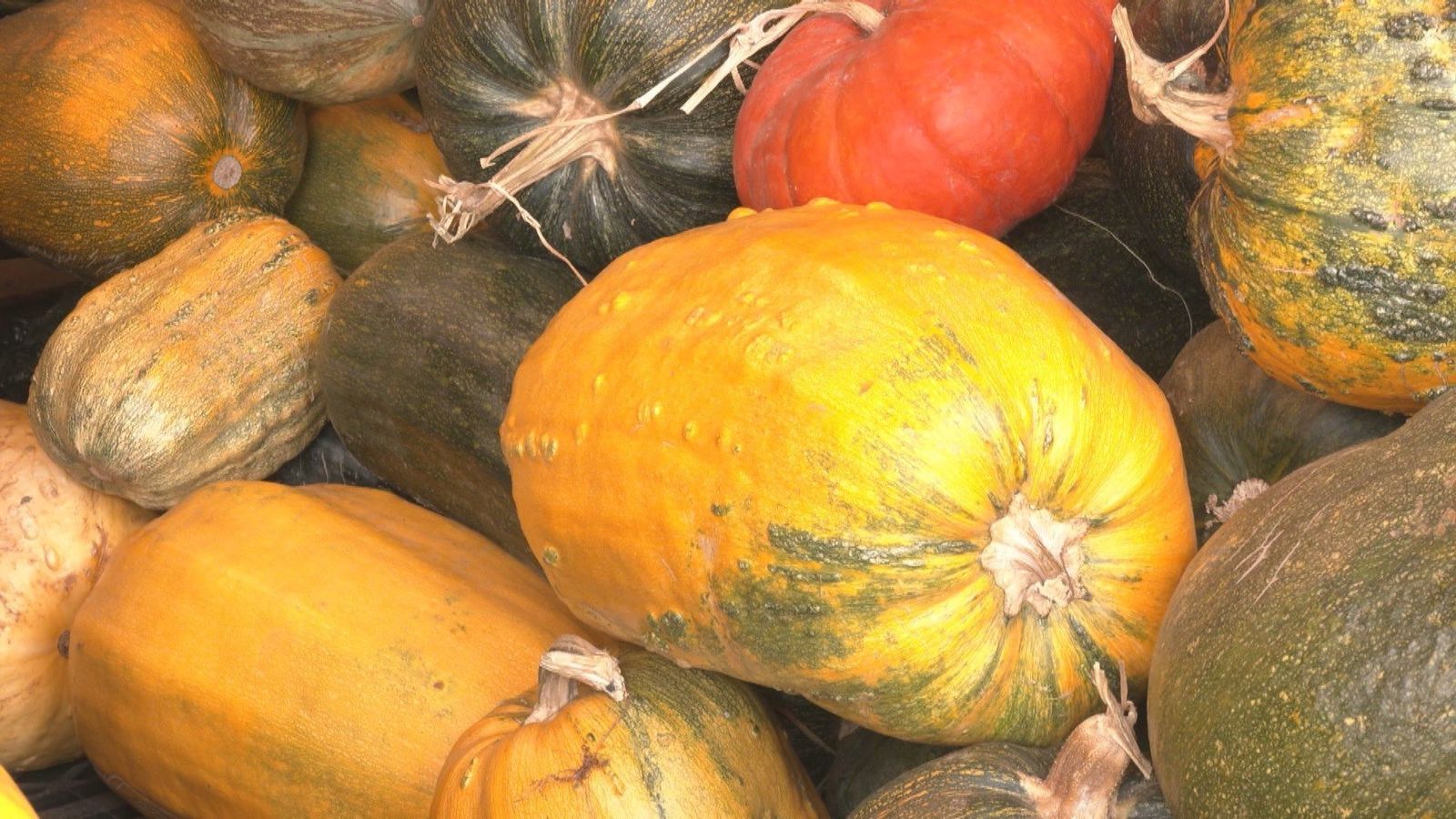 Comienza la temporada de calabazas y nos acercamos a recogerlas en Boadilla del Monte