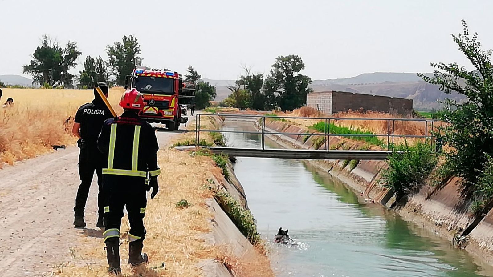 El jabalí nadando por un canal de riego