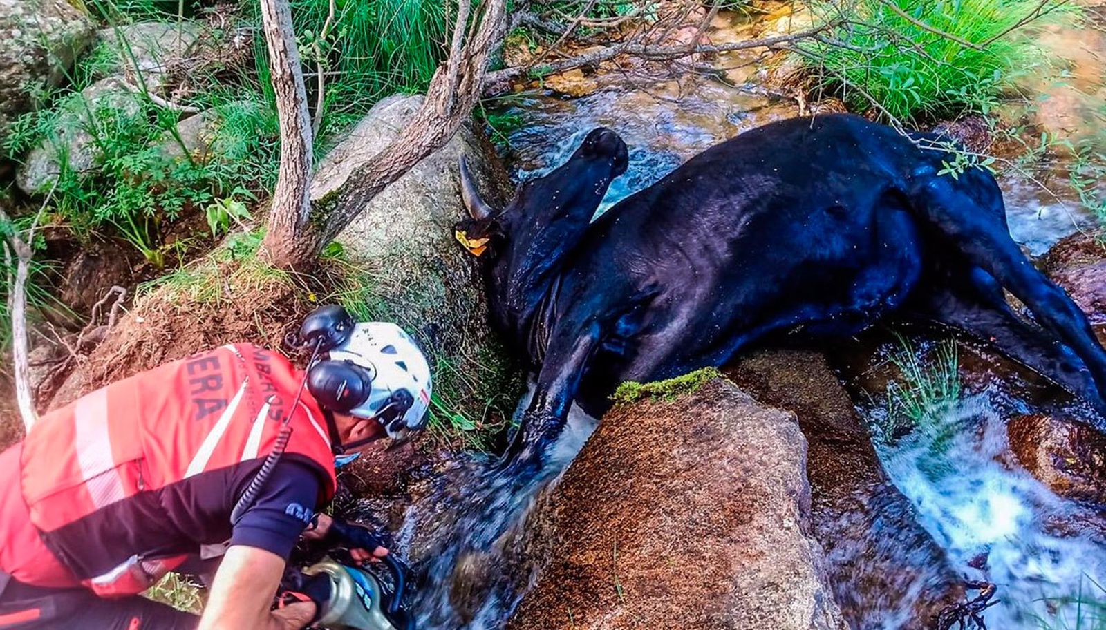 El GERA rescata una vaca atrapada entre dos rocas