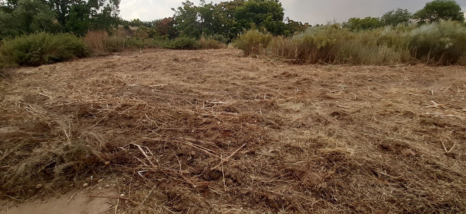 Aspecto del desbroce realizado por Pozuelo en el entorno del arroyo Meaques