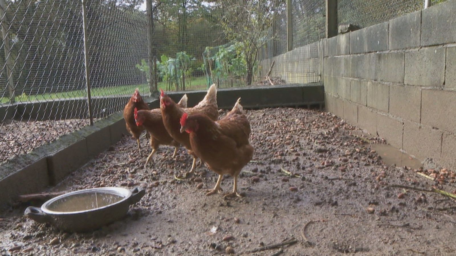 16 municipios madrileños confinan sus aves de corral por la gripe aviar