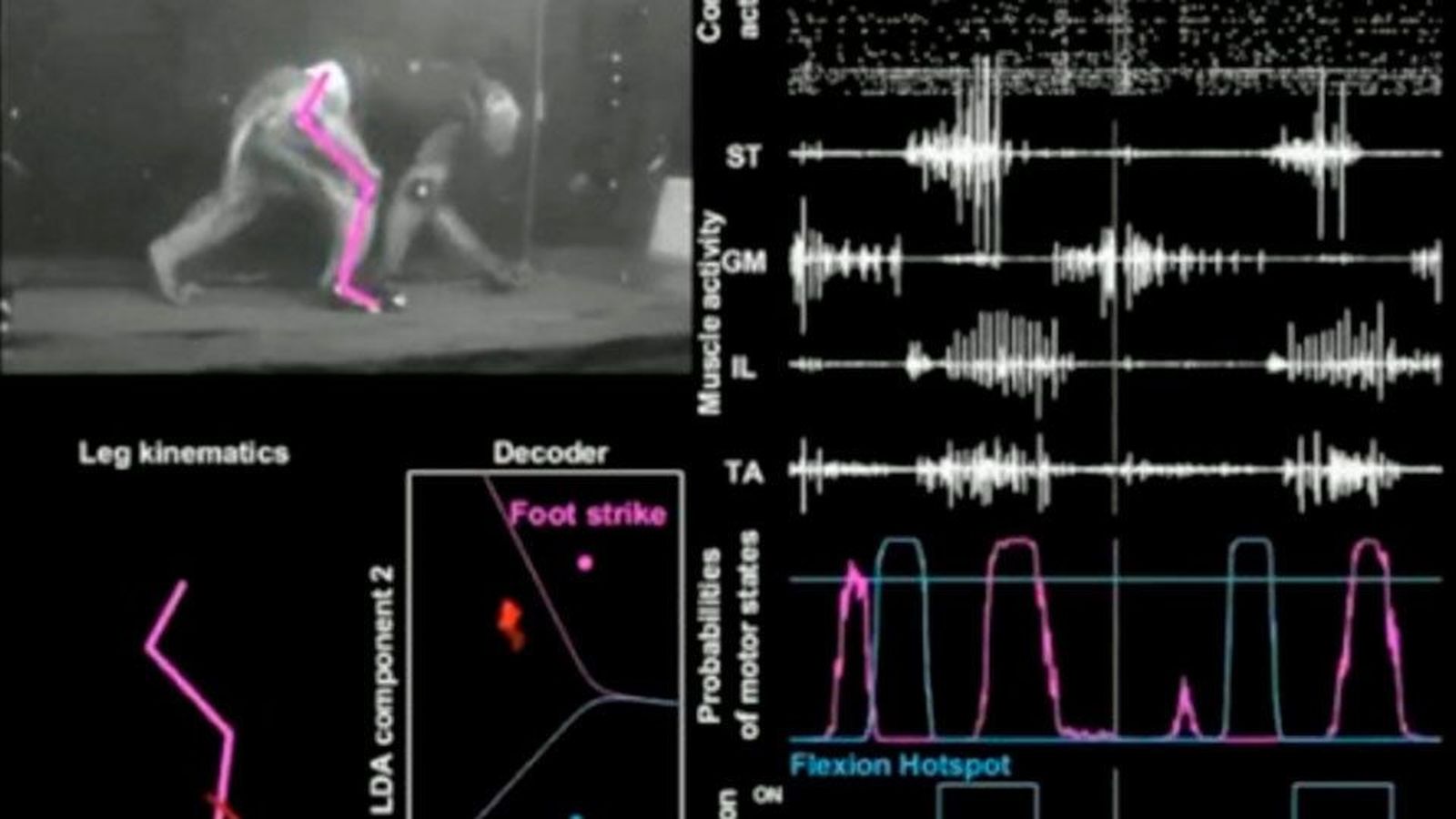Monos con parálisis logran caminar gracias a una nueva tecnología