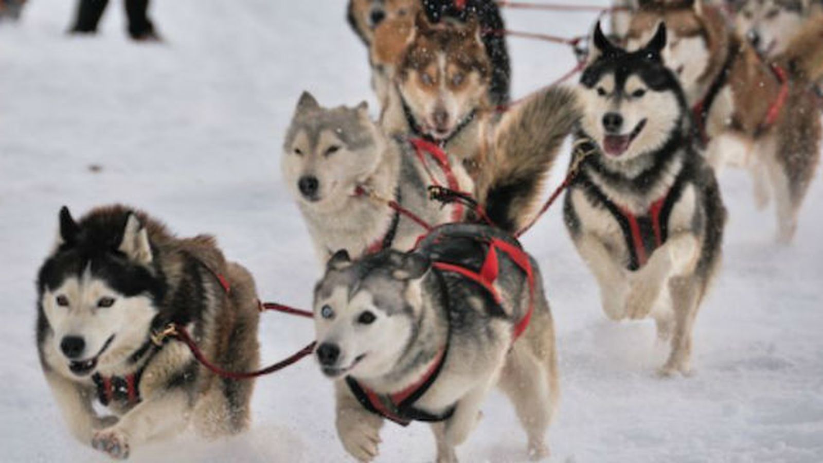 Lugares de la Antártida tendrán nombres de perros de expediciones australianas