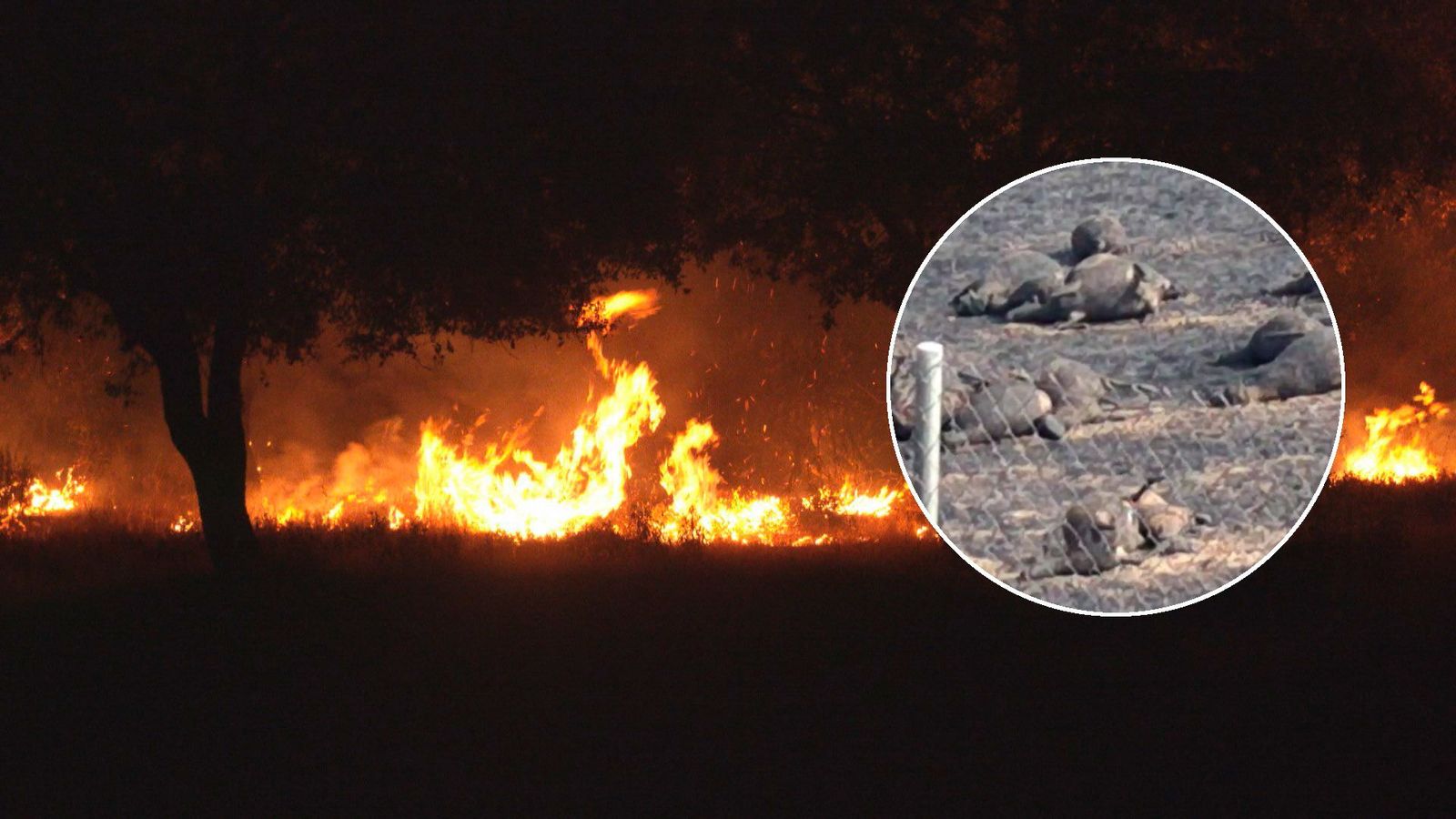 Un rebaño de ovejas, decenas de caballos muertos...las llamas del incendio de Tres Cantos se 'ceban' con el entorno animal