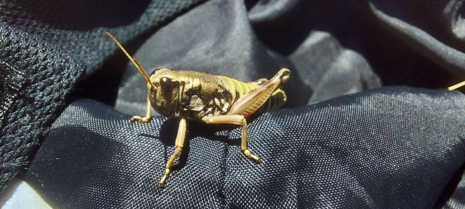 Saltamontes Podisma Carpetana