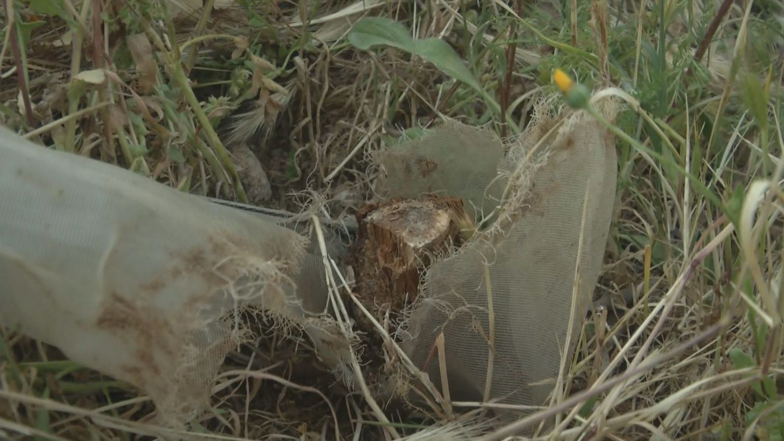 Vecinos de Aluche se quejan de la tala de 20 árboles que habían plantado ellos