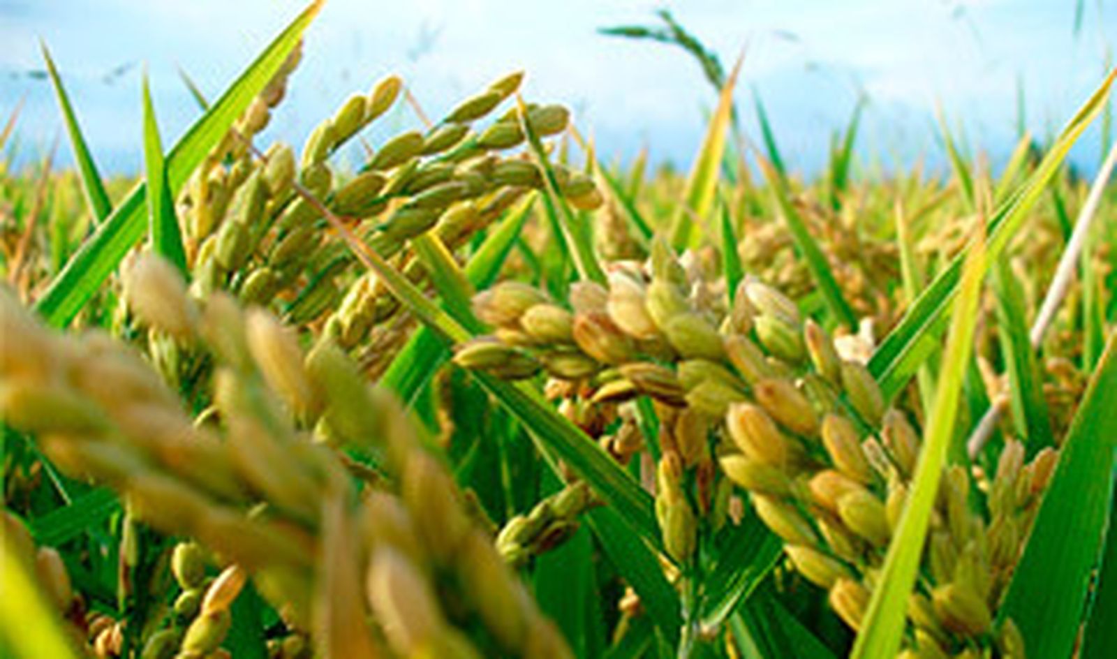 Planta del arroz